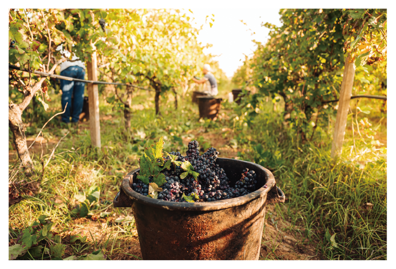 ケトジェニックプロ